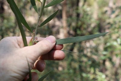 Acacia baeuerlenii, photographed by Greg Tasney