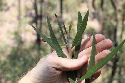 Acacia baeuerlenii, photographed by Greg Tasney