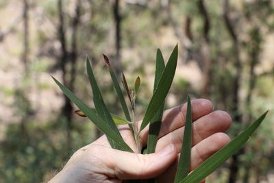 Acacia baeuerlenii, photographed by Greg Tasney