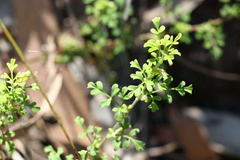 Xanthosia stellata, photographed by Greg Tasney