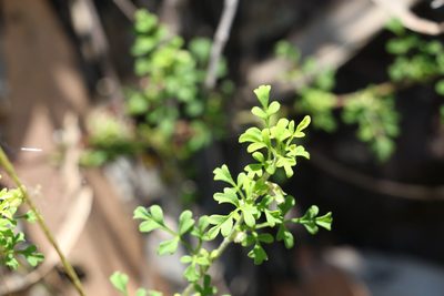 Xanthosia stellata, photographed by Greg Tasney