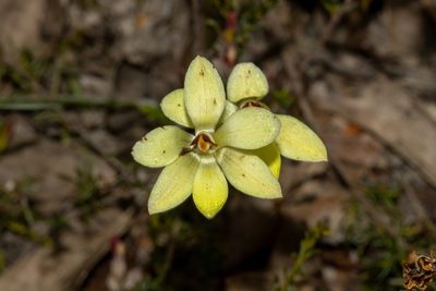 Thelymitra antennifera, photographed by T. Hammer