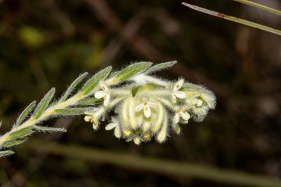 Pimelea octophylla, photographed by T. Hammer