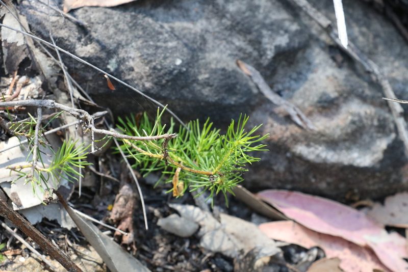 Persoonia tenuifolia, photographed by Greg Tasney