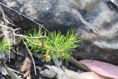 Persoonia tenuifolia, photographed by Greg Tasney