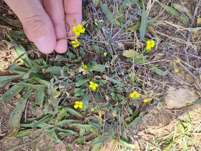 Diplotaxis muralis, photographed by Иван Ковтун Ivan Kovtun