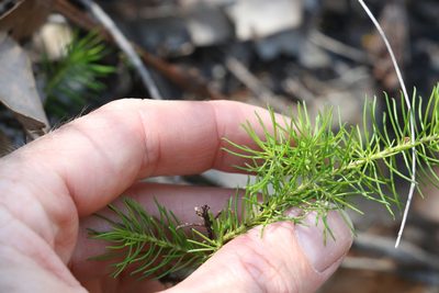 Persoonia tenuifolia, photographed by Greg Tasney