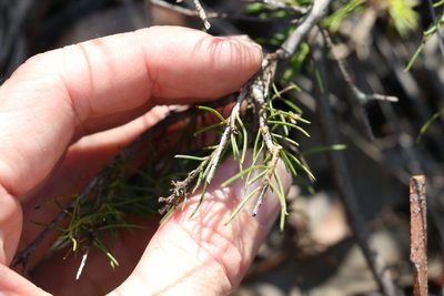 Persoonia tenuifolia, photographed by Greg Tasney