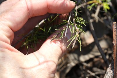 Persoonia tenuifolia, photographed by Greg Tasney