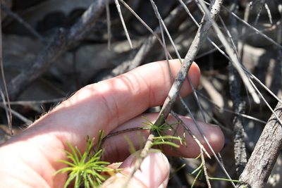 Persoonia tenuifolia, photographed by Greg Tasney