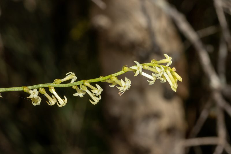 Stackhousia aspericocca, photographed by T. Hammer