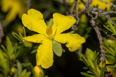 Hibbertia riparia, photographed by T. Hammer