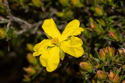 Hibbertia devitata, photographed by T. Hammer