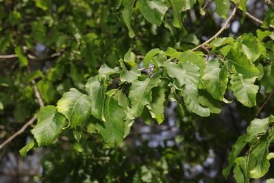 Corylus colurna, photographed by Stephen James McWilliam