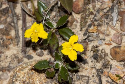 Goodenia blackiana, photographed by T. Hammer