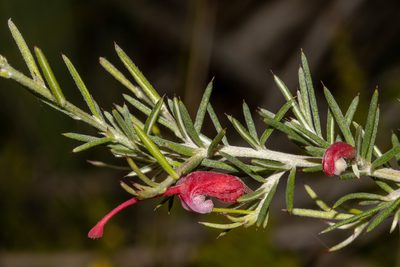 Grevillea lavandulacea, photographed by T. Hammer