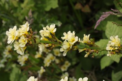 Sisyrinchium striatum, photographed by Stephen James McWilliam