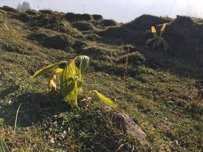 Gentiana lutea, photographed by Harrison J Elkins