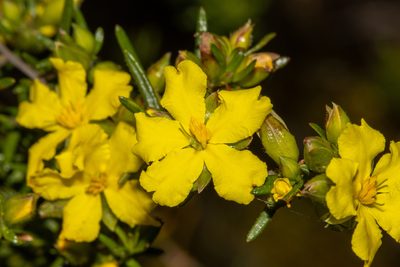 Hibbertia riparia, photographed by T. Hammer