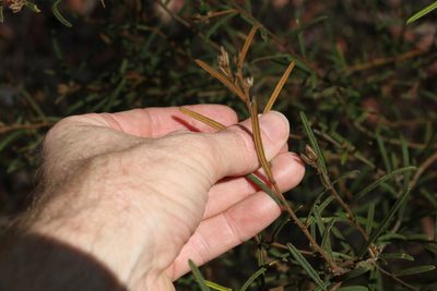 Hovea ramulosa, photographed by Greg Tasney