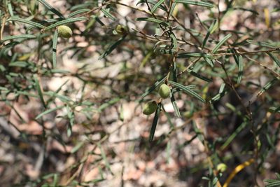 Hovea ramulosa, photographed by Greg Tasney