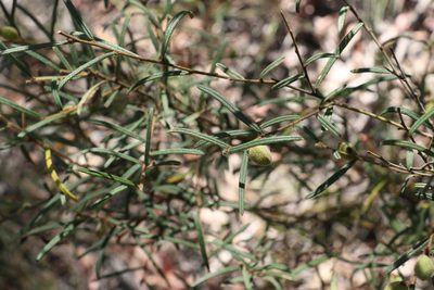 Hovea ramulosa, photographed by Greg Tasney