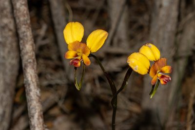 Diuris orientis, photographed by T. Hammer