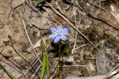 Chamaescilla corymbosa, photographed by T. Hammer