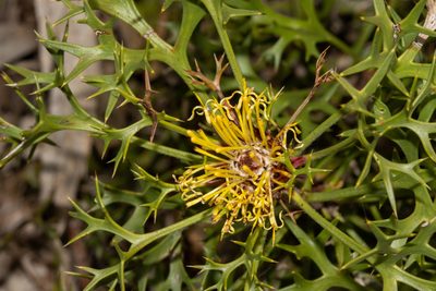 Isopogon ceratophyllus, photographed by T. Hammer