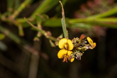 Daviesia leptophylla, photographed by T. Hammer