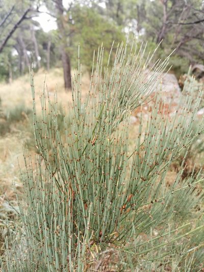 Ephedra procera, photographed by Thor-Rune Hansen