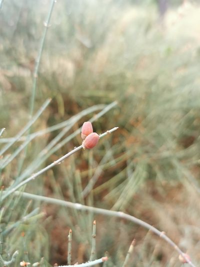 Ephedra procera, photographed by Thor-Rune Hansen