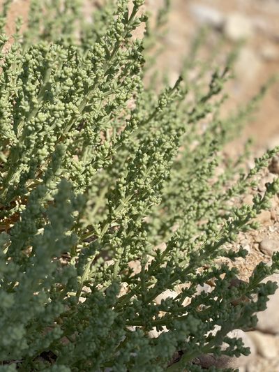 Anabasis setifera, photographed by Nick Blewden