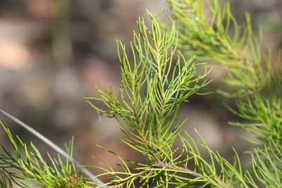 Persoonia tenuifolia, photographed by Greg Tasney