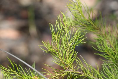 Persoonia tenuifolia, photographed by Greg Tasney