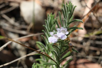 Chloanthes parviflora, photographed by Greg Tasney