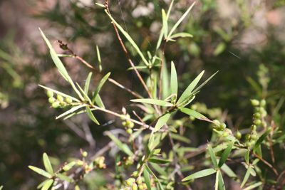 Leucopogon affinis, photographed by Greg Tasney