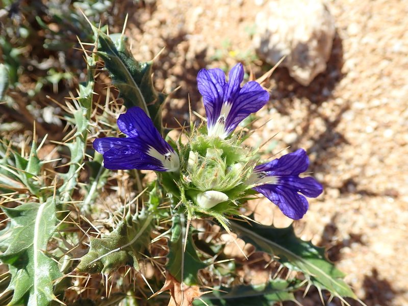 Acanthopsis horrida, photographed by Peter Warren