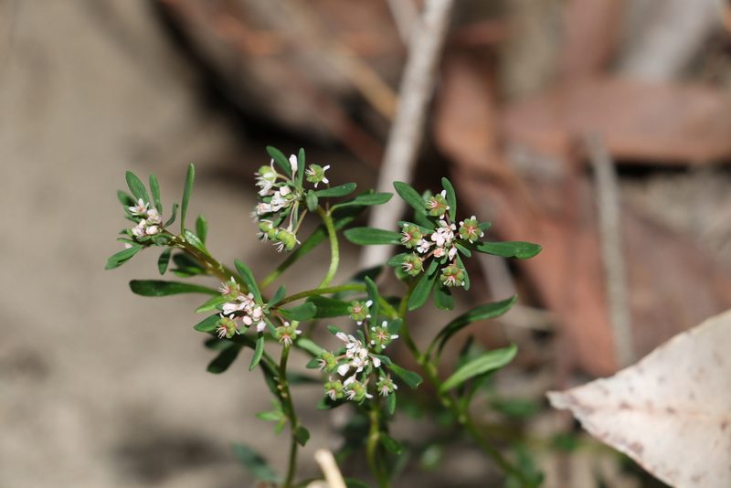 Poranthera obovata, photographed by Greg Tasney