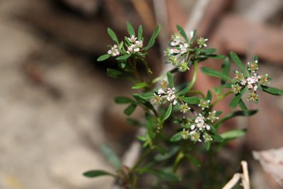 Poranthera obovata, photographed by Greg Tasney