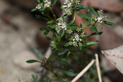 Poranthera obovata, photographed by Greg Tasney