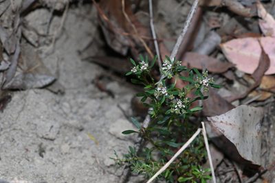 Poranthera obovata, photographed by Greg Tasney