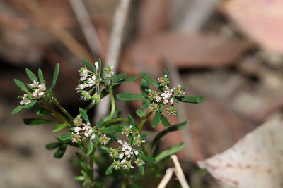 Poranthera obovata, photographed by Greg Tasney