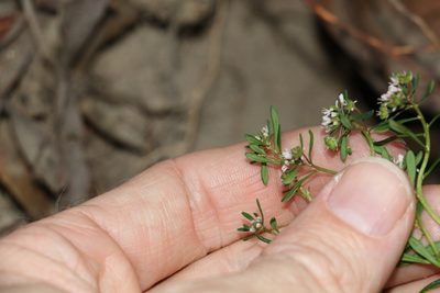 Poranthera obovata, photographed by Greg Tasney