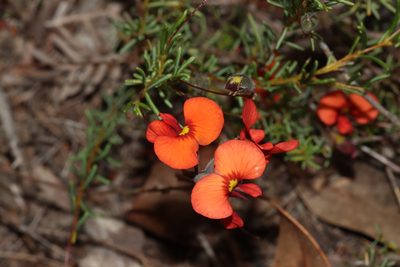 Dillwynia hispida, photographed by T. Hammer