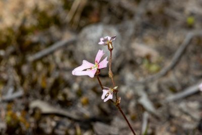 Stylidium calcaratum, photographed by T. Hammer