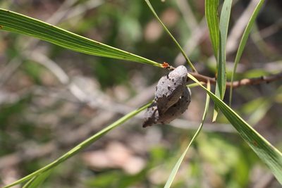 Hakea benthamii, photographed by Greg Tasney