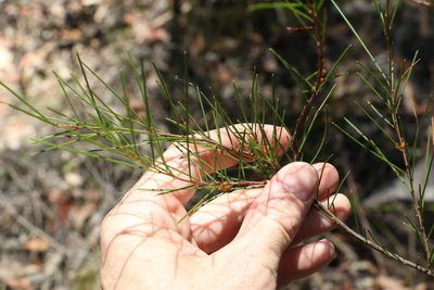 Acacia quadrilateralis, photographed by Greg Tasney