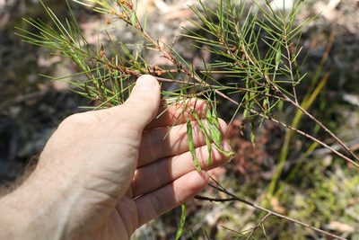 Acacia quadrilateralis, photographed by Greg Tasney