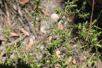 Melichrus urceolatus, photographed by Greg Tasney
